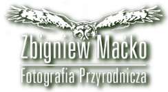 Zbigniew Maćko Fotografia przyrodnicza